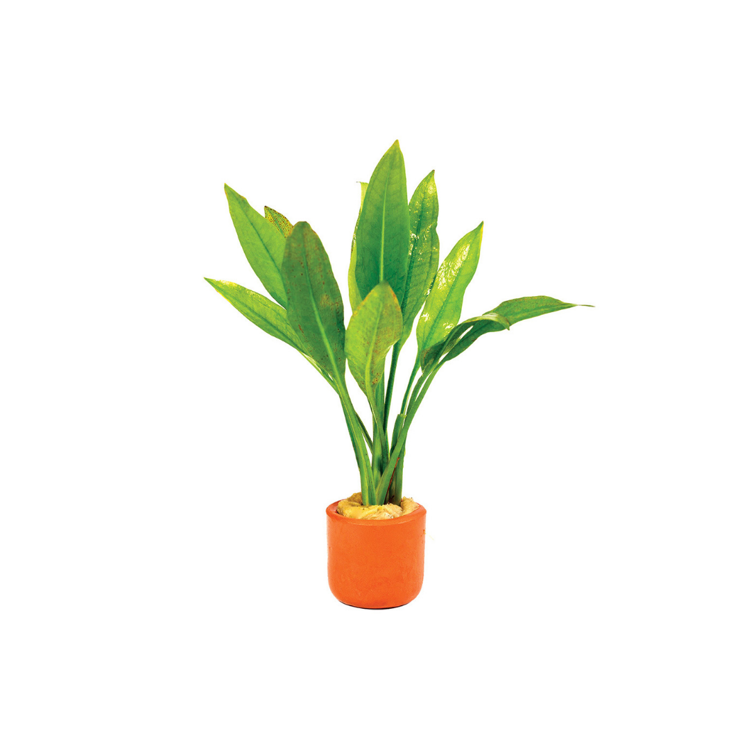 Amazon Sword (Echinodorus bleheri) (Live Plant)