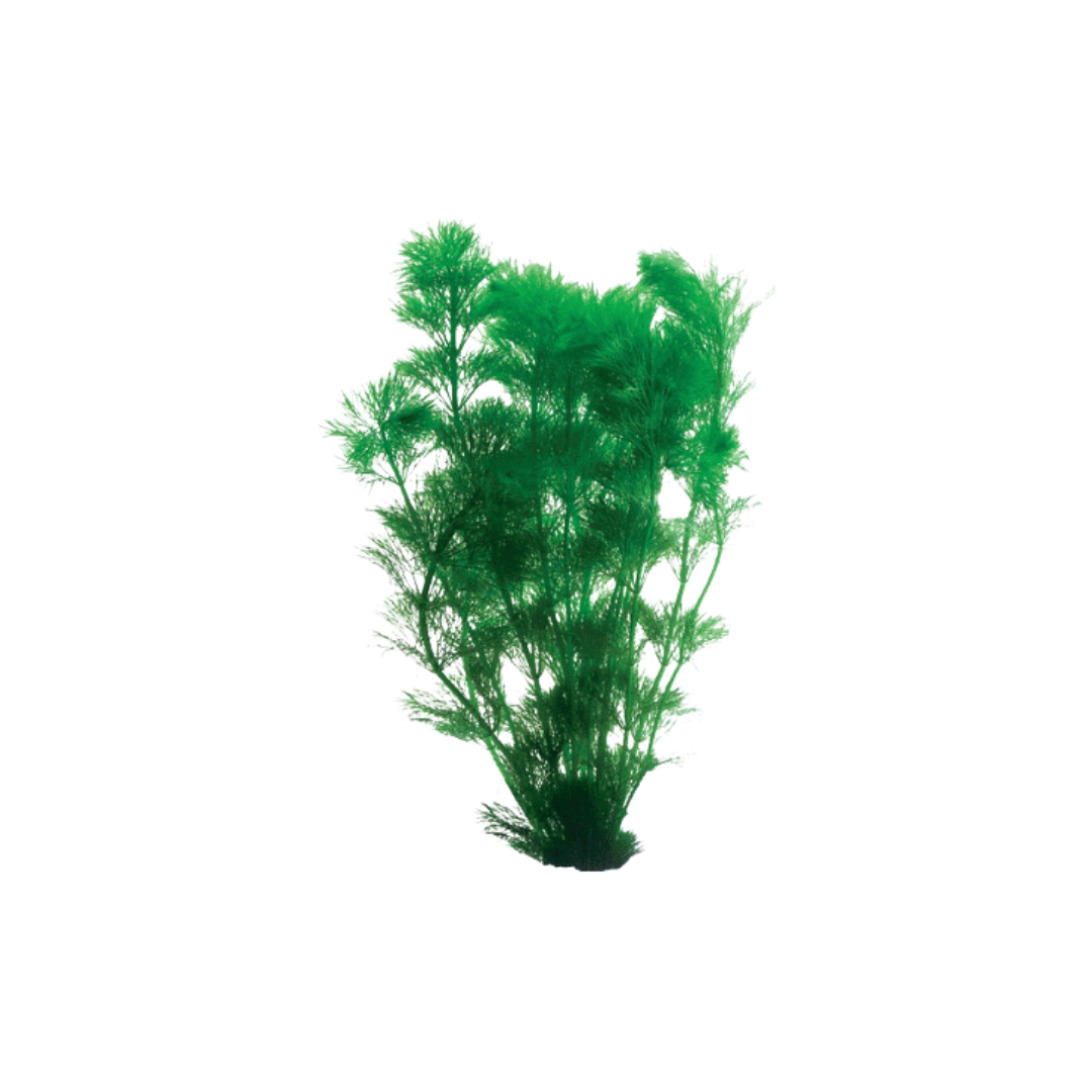 Ambulia - Bunch (Limnophila sessiliflora) (Live Plant)