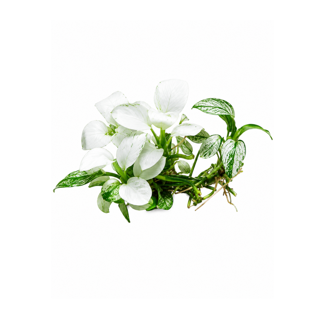 Anubias Nana Pinto White (Anubias barteri var. nana 'Pinto White') (Live Plant)