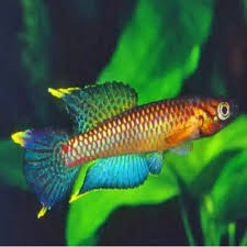 Poliaki Killifish (Aphyosemion)