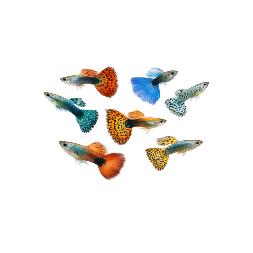 Assorted Guppies - 3cm (Live Fish)