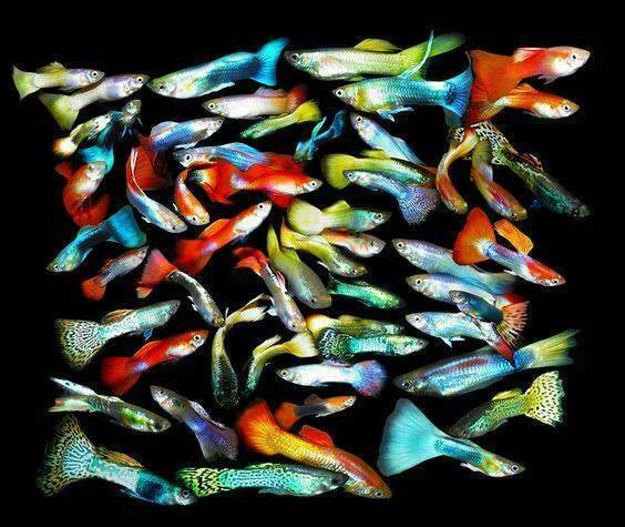 Assorted Guppy