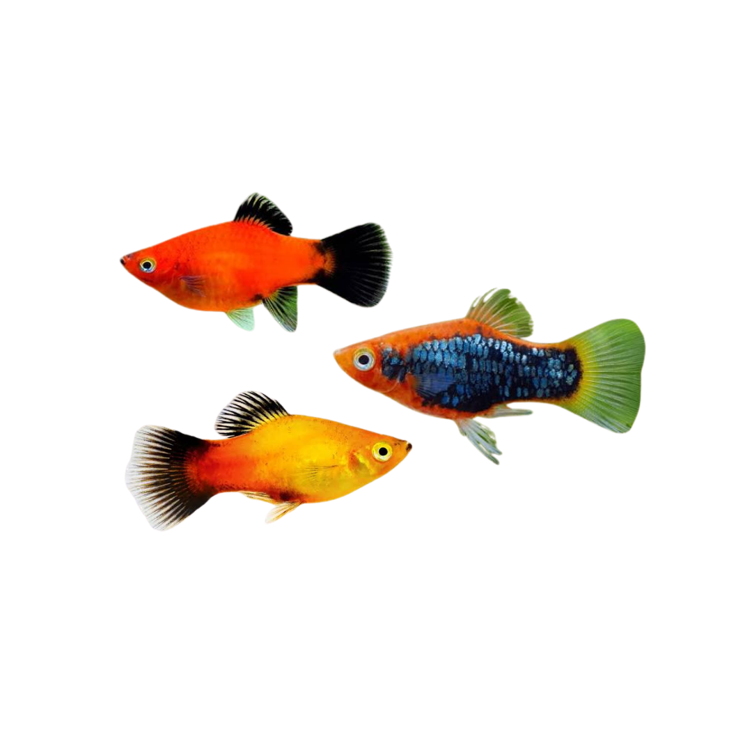 Assorted Platy (Xiphophorus maculatus) (Live Fish)