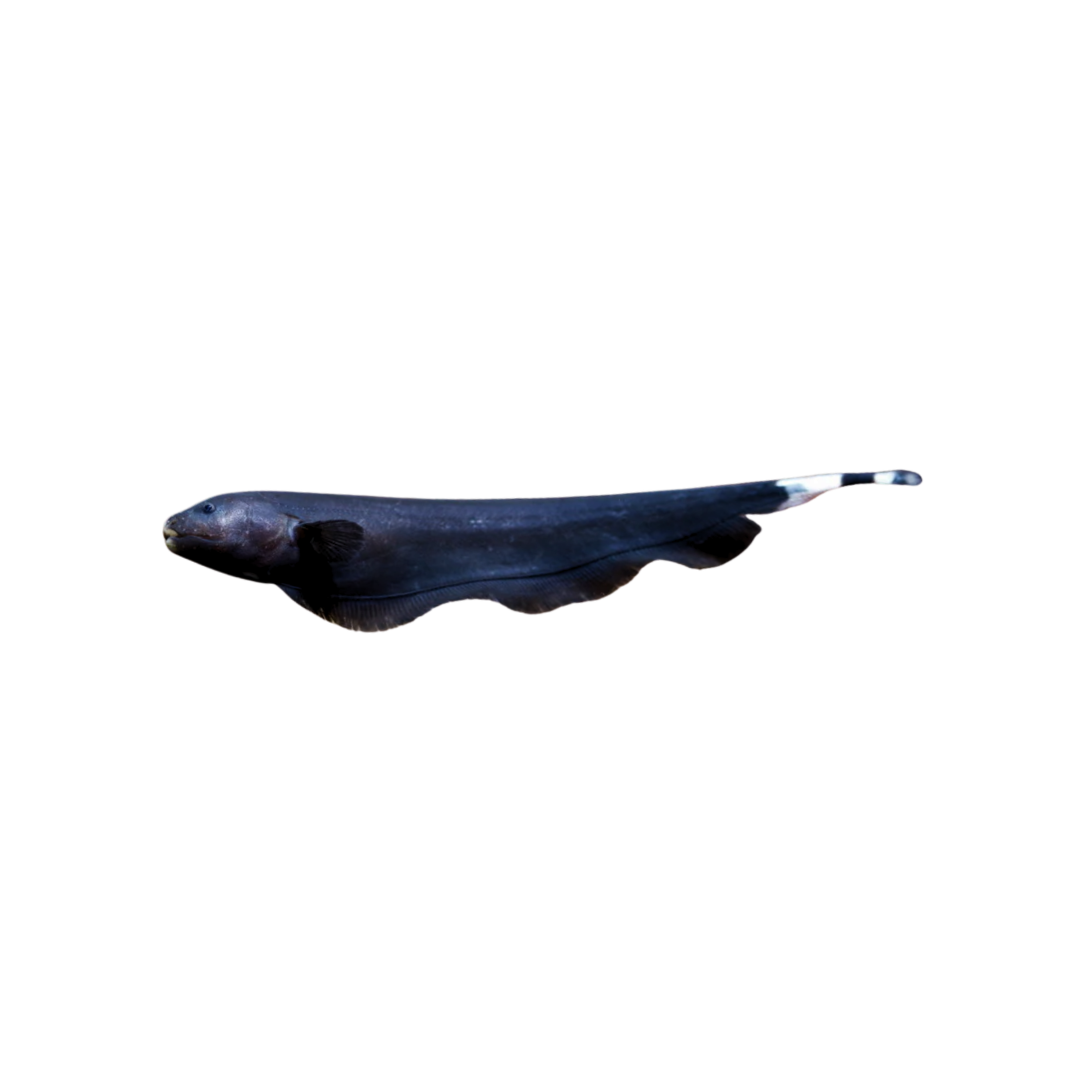 Black Ghost Knifefish - 7cm (Apteronotus albifrons) (Live Fish)