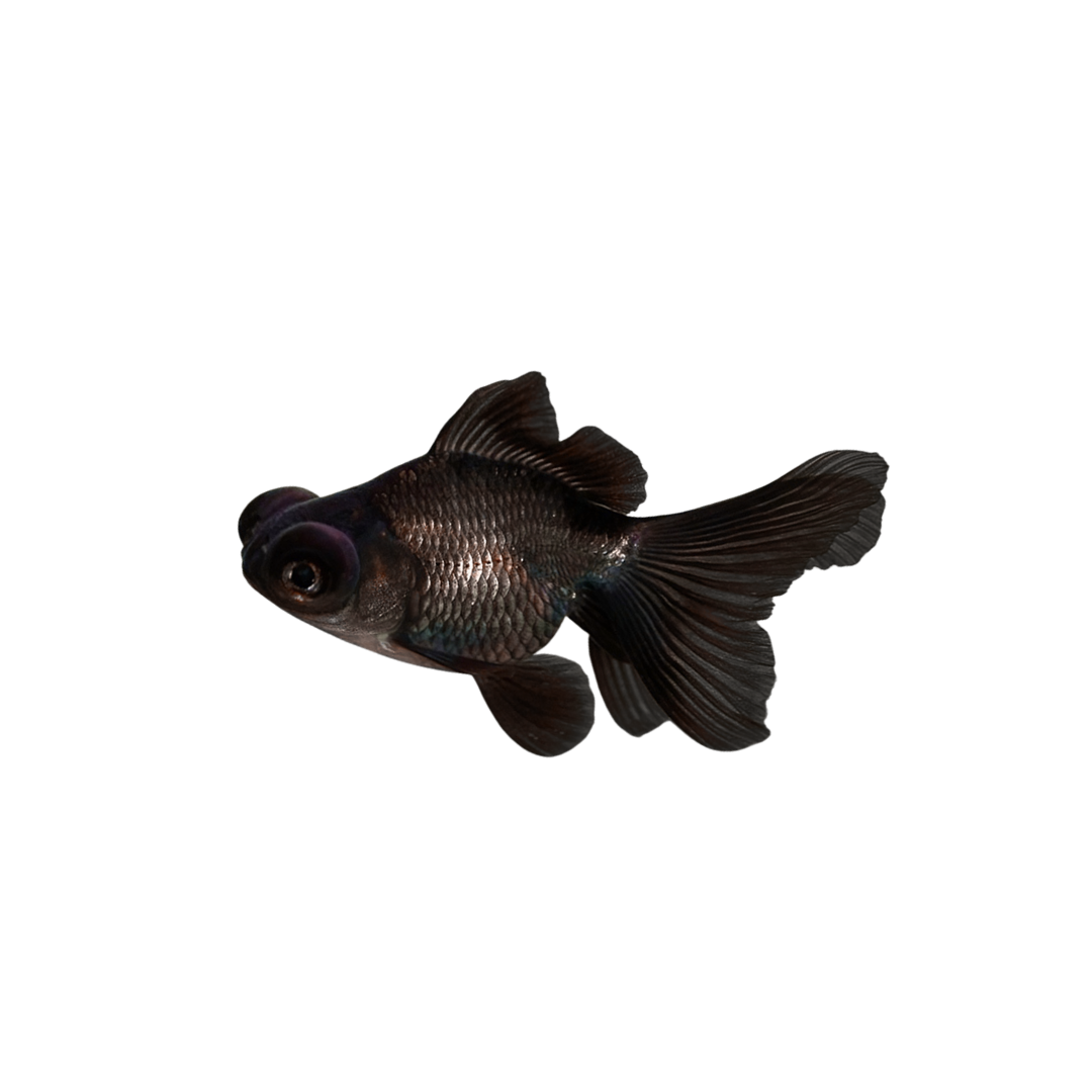Black Moor Goldfish - 5cm (Carassius auratus) (Live Fish)