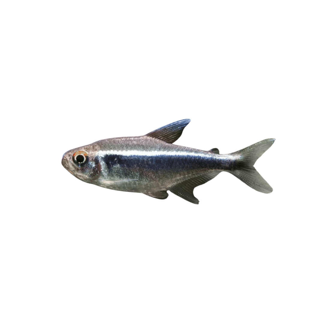 Black Neon Tetra - 4cm (Hyphessobrycon herbertaxelrodi) (Live Fish)