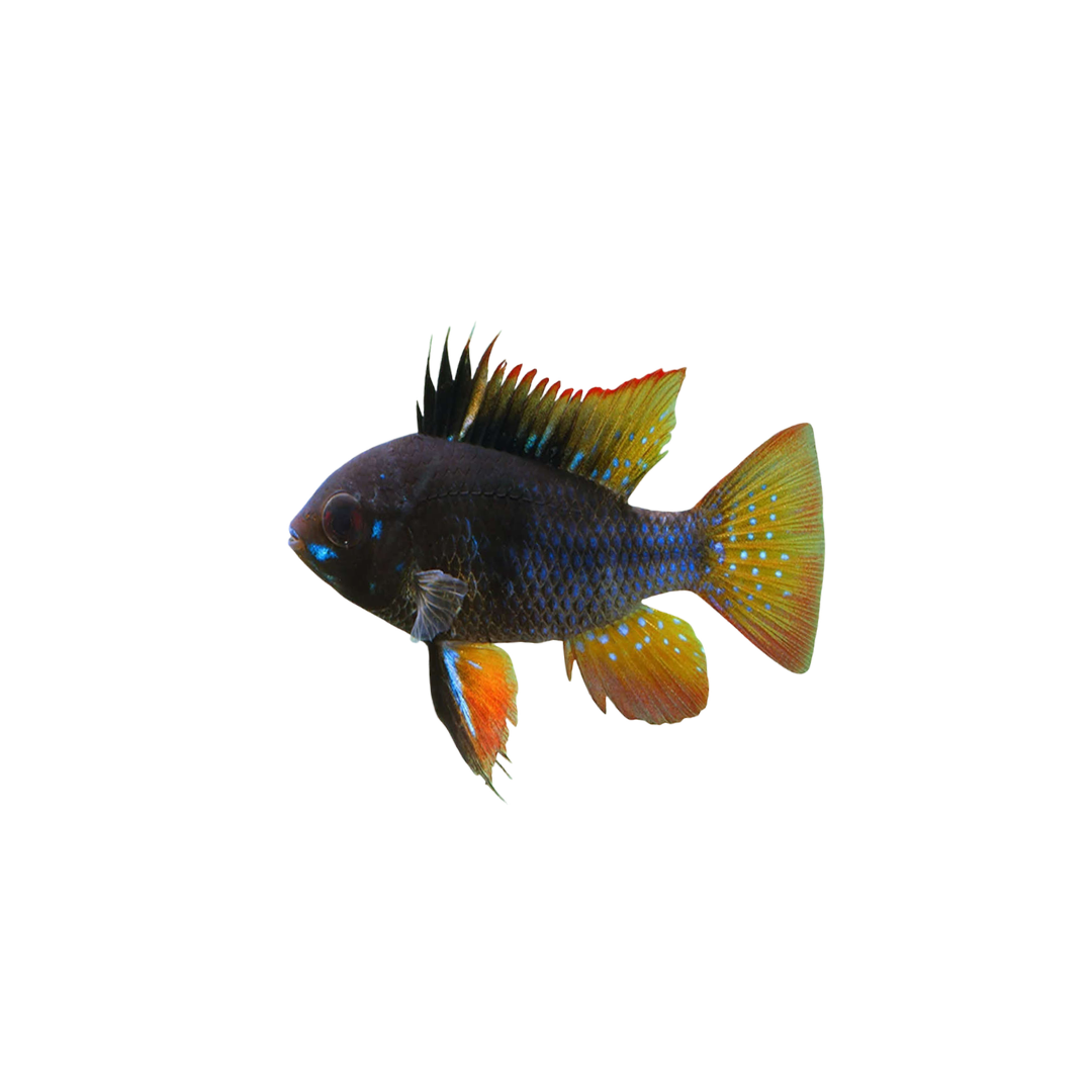 Black Ram - 3.5cm (Mikrogeophagus ramirezi) (Live Fish)