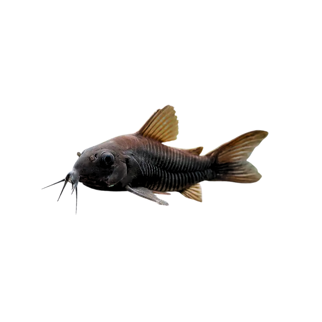 Black Venezuelan Corydoras - 4cm (Corydoras schultzei) (Live Fish)