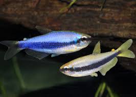 Blue Emperor Tetra (2.5cm)