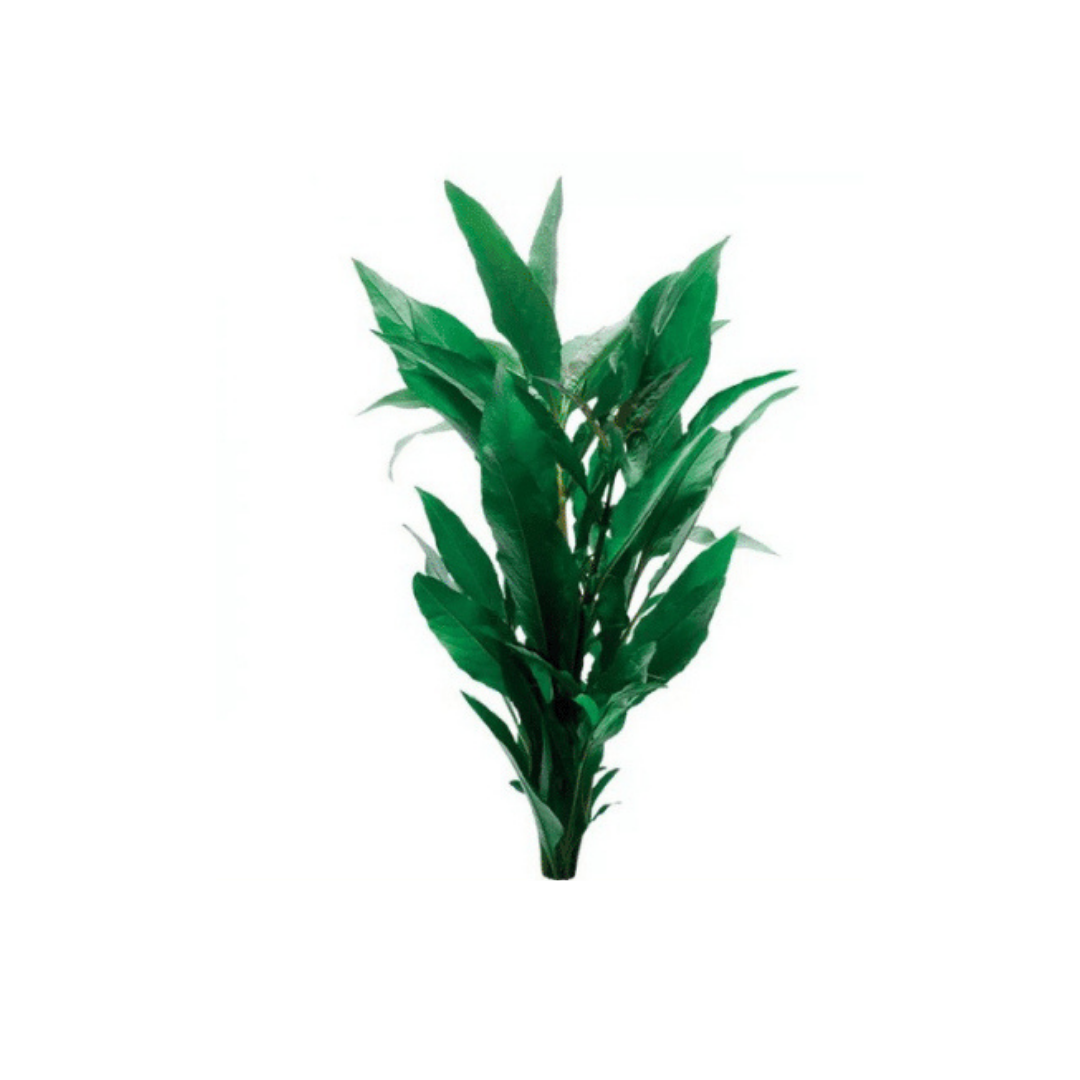 Blue Stricta (Blyxa japonica 'Blue') - Bunch (Live Plant)