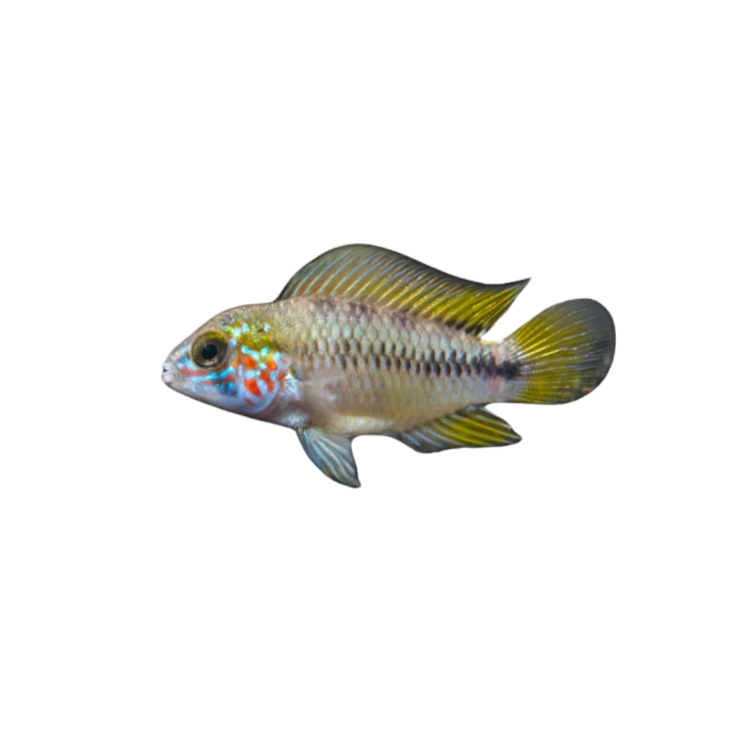 Apistogramma Borelli Opal (Apistogramma borellii) (Live Fish)