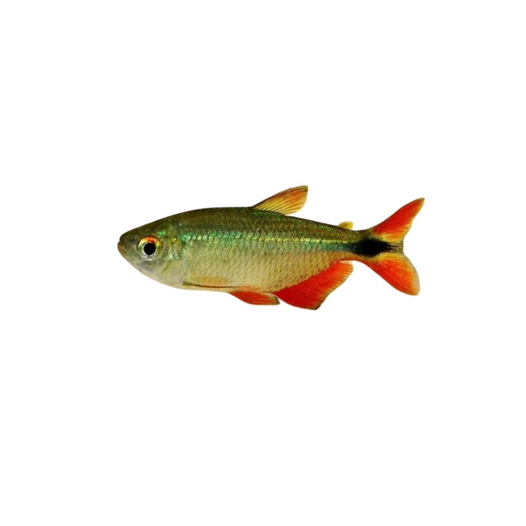 Buenos Aires Tetra - 3cm (Hyphessobrycon anisitsi) (Live Fish)
