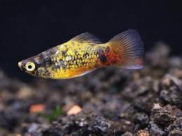 Bumble Bee Platy (3cm)