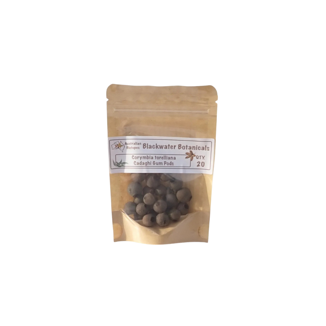 Cadaghi Gum Pods (Corymbia Torelliana) | 20pk