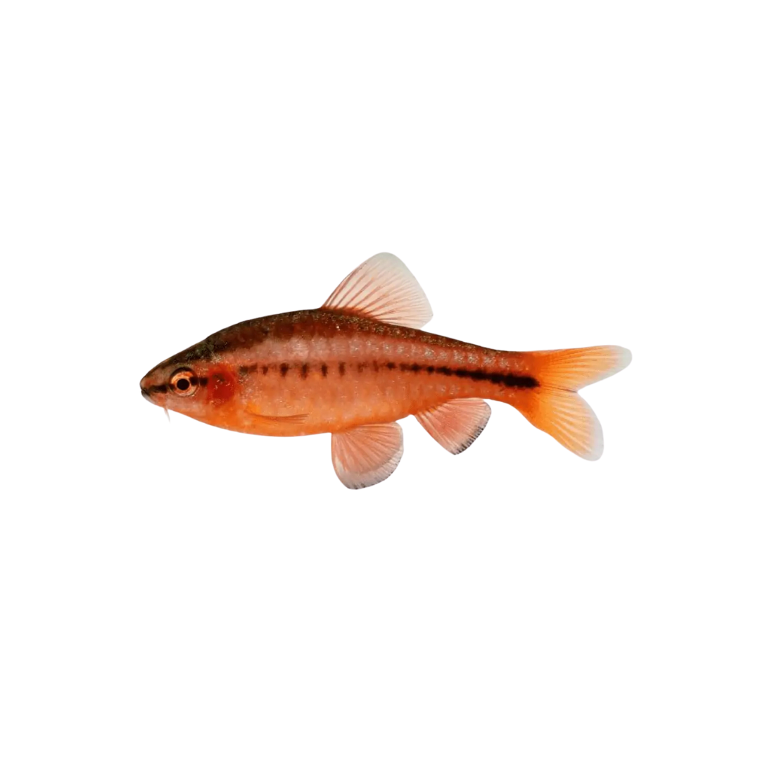 Cherry Barb - 2.5cm (Puntius titteya) (Live Fish)