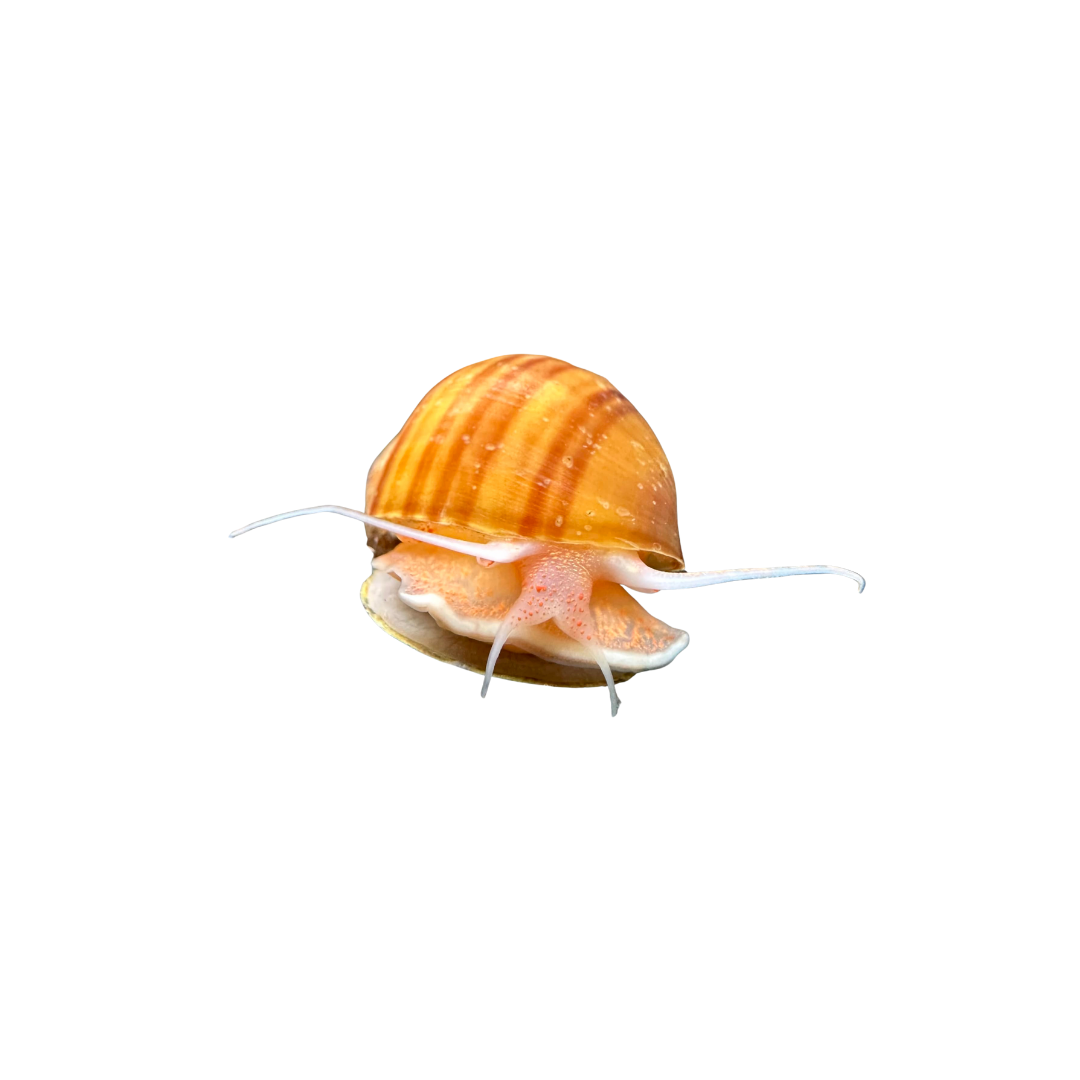 Chestnut Mystery Snail (Pomacea diffusa) (Live Snail)