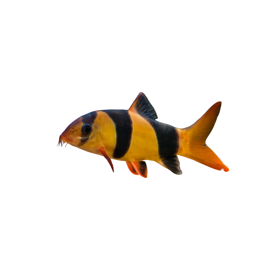 Clown Loach - 5cm (Chromobotia macracanthus) (Live Fish)
