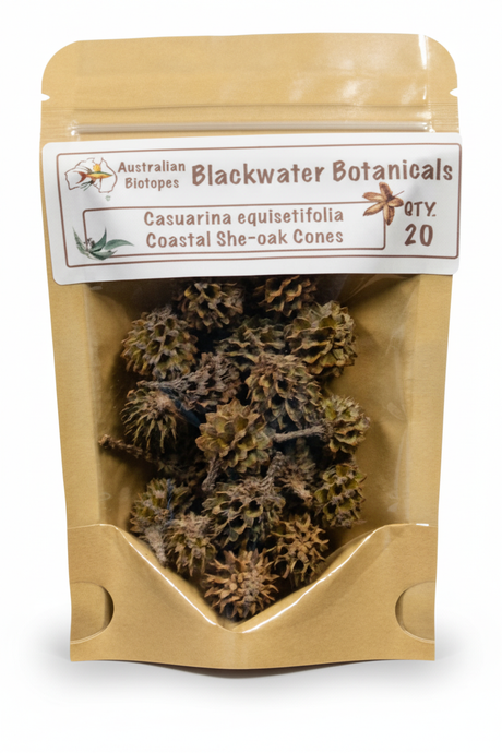 Coastal She-Oak Cones - White Background