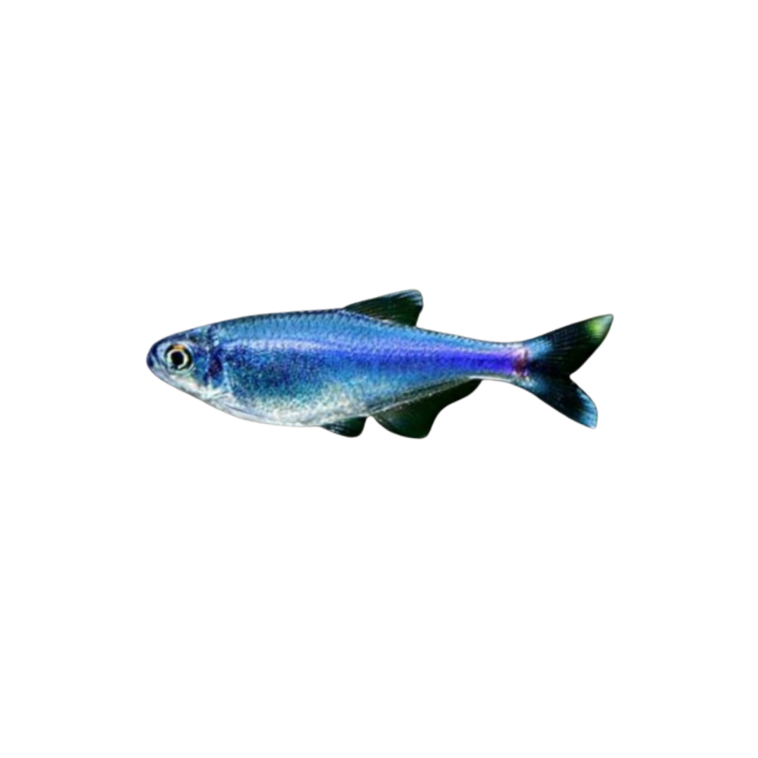 Cochu's Blue Tetra - 6cm (Boehlkea fredcochui) (Live Fish)