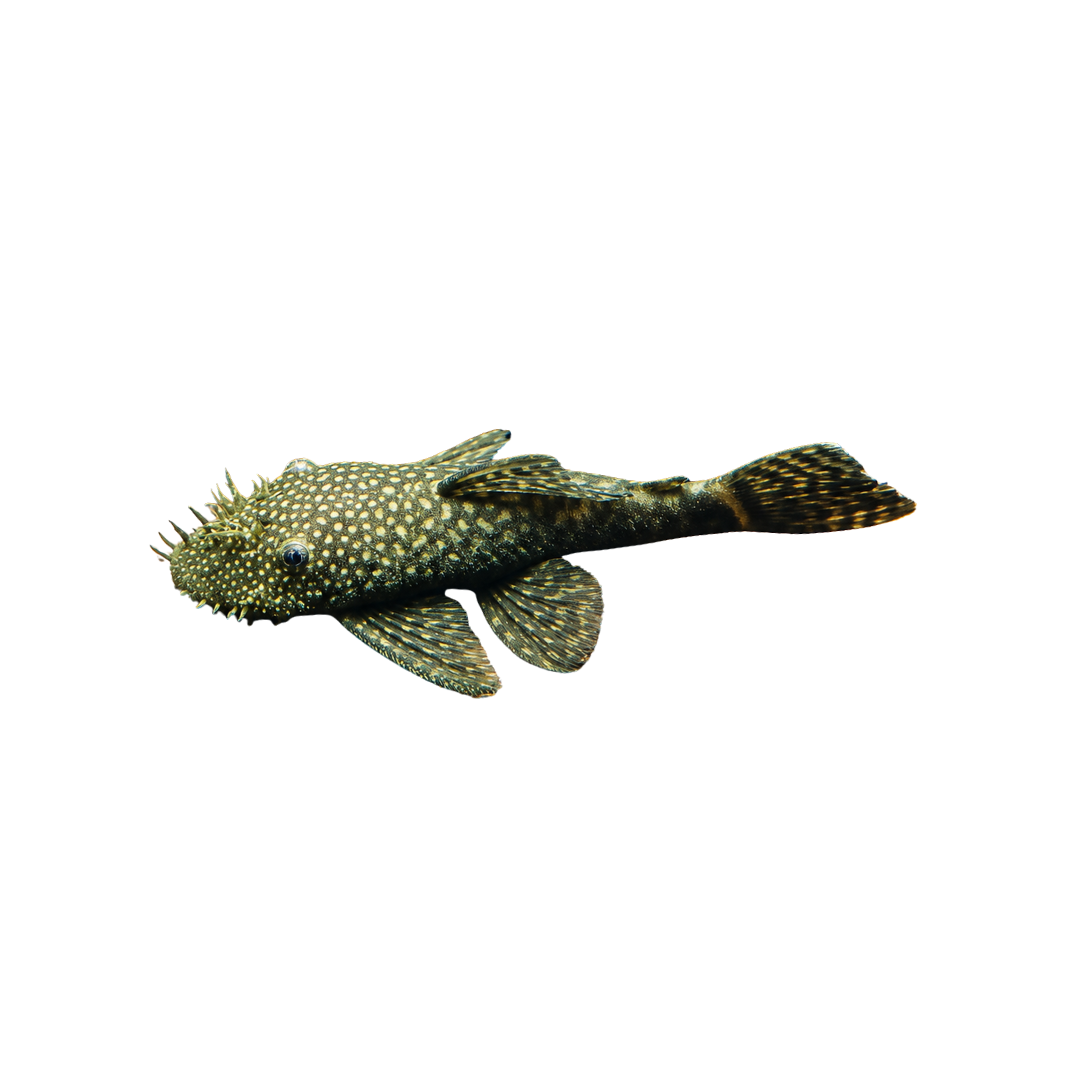 Common Bristlenose - 4cm (Ancistrus sp.) (Live Fish)