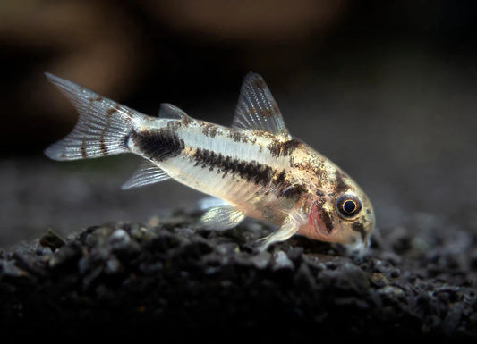 Habrosus Corydoras (1-2cm)