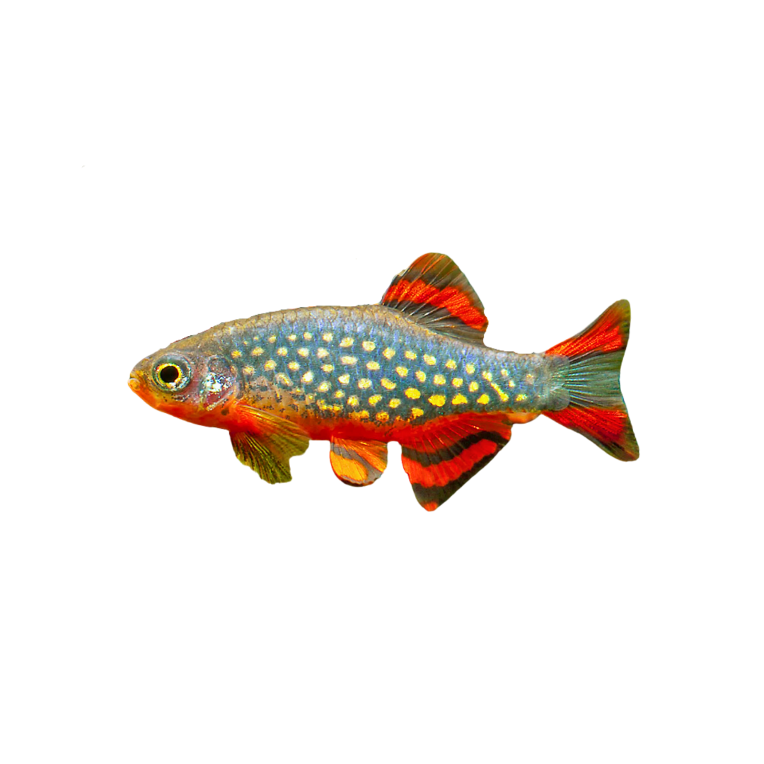 Celestial Pearl Danio (Danio margaritatus) (Live Fish)