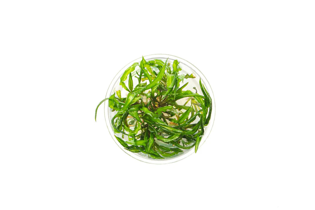 Crypt. Balansae | Tissue Culture