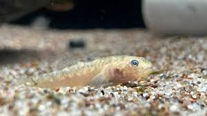 Desert Goby (3cm)