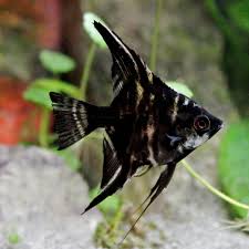 Dark Marble Angelfish - (3.5 - 4cm)