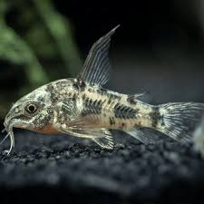 Longfin Peppered Corydoras (3-4cm)