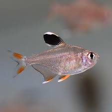 White Fin Ornate Tetra (3cm) - Import