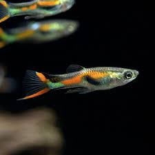 Black Bar Endler