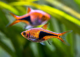 Harlequin Rasbora (2cm)