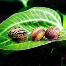 Nerite Snail - (0.5cm)