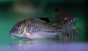 Acutus Corydoras (3-4cm)