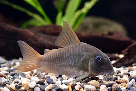 Concolor Corydoras (3-4cm)