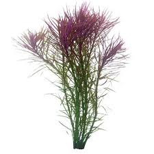 Pogostemon Stellata | Stem Plant