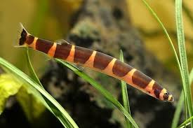 Striped Kuhli Loach (3-4cm)
