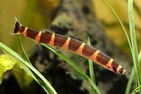 Striped Kuhli Loach (3-4cm)