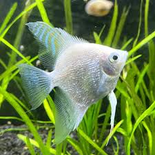 Pearl Scale Platinum Angelfish (4-5cm) - Local Bred