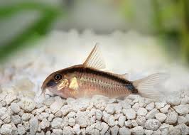 Skunk Corydoras (3-4cm)