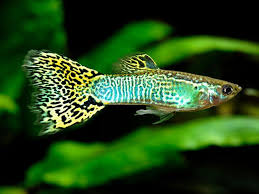 Green Cobra Guppy (MALE ONLY)