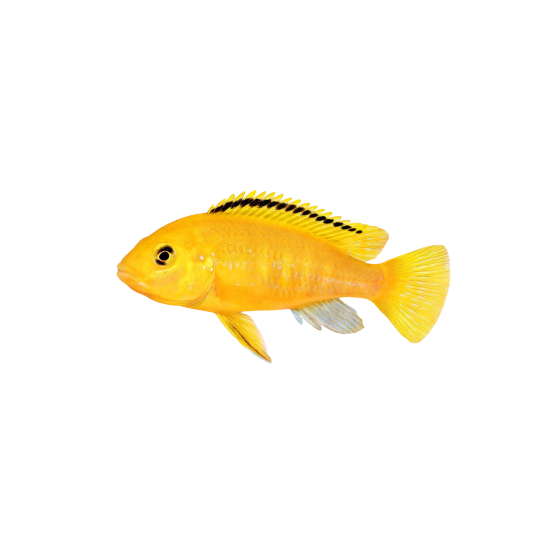Electric Yellow Cichlid - 5cm (Labidochromis caeruleus) (Live Fish)