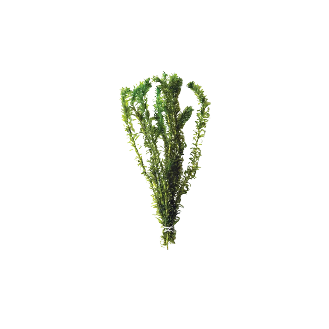 Elodea Densa - Bunch (Live Plant)