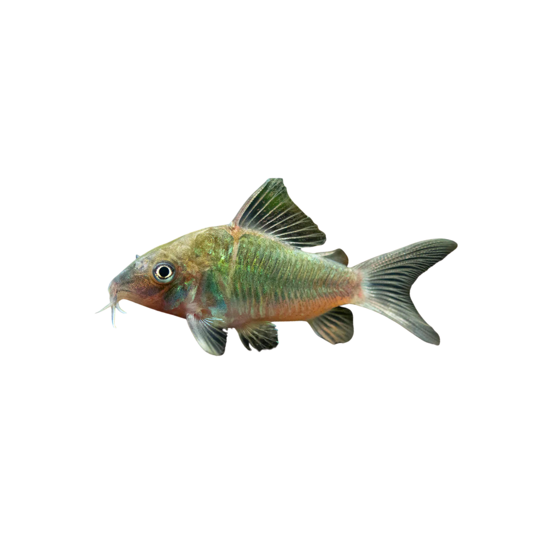 Emerald Green Brochis - 3.5cm (Brochis splendens) (Live Fish)