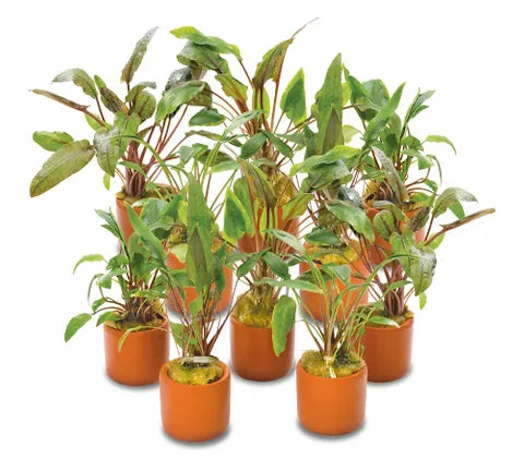 Cryptocoryne | Assorted