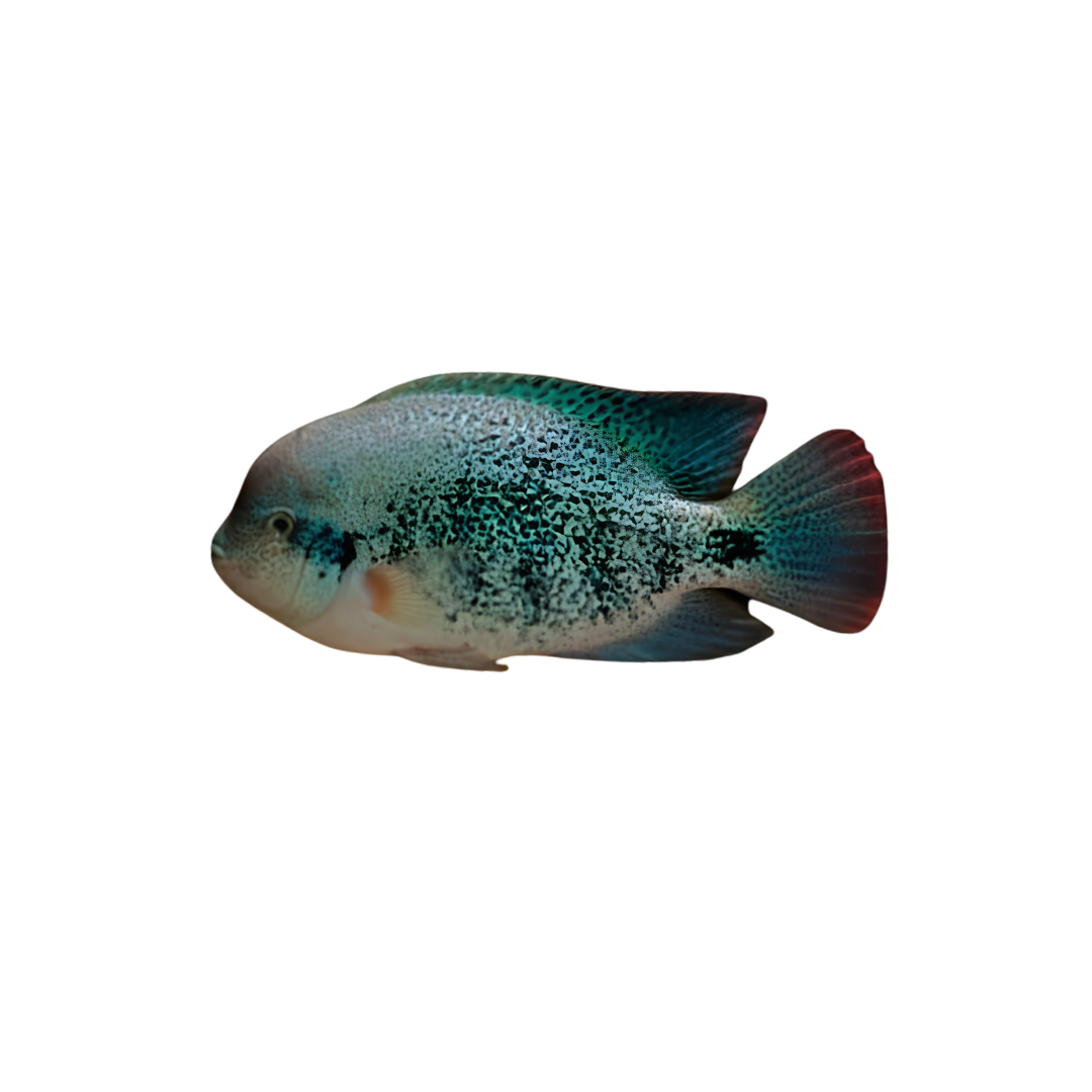 Fenestratus Cichlid - 7cm (Vieja fenestratus) (Live Fish)