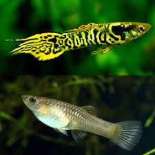 Firetail Tiger Endler