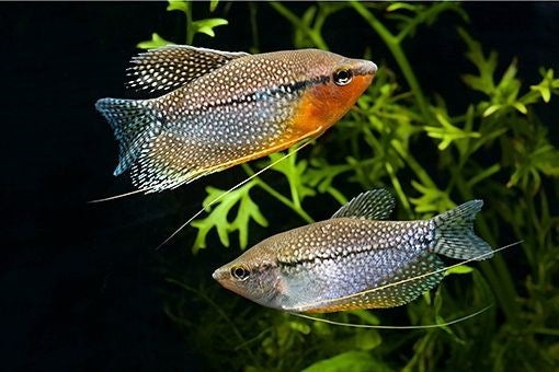 Pearl Gourami (5cm)