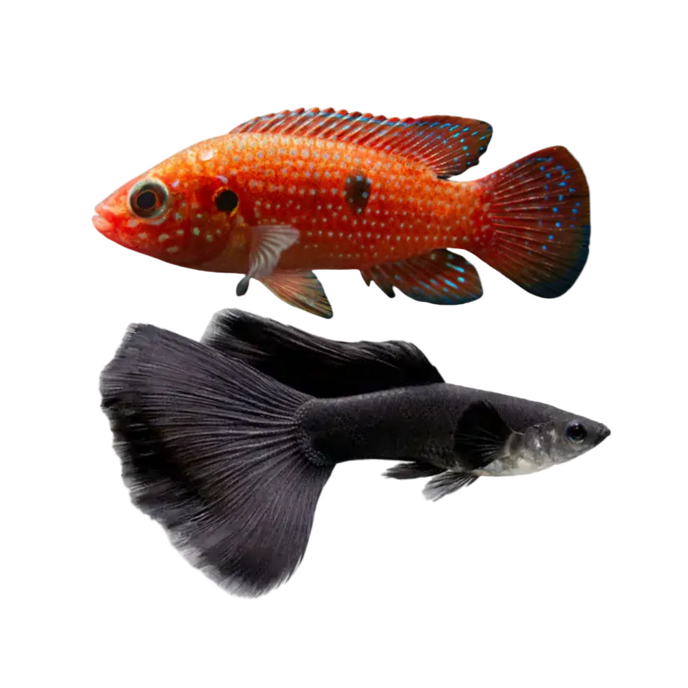 LIVE FISH